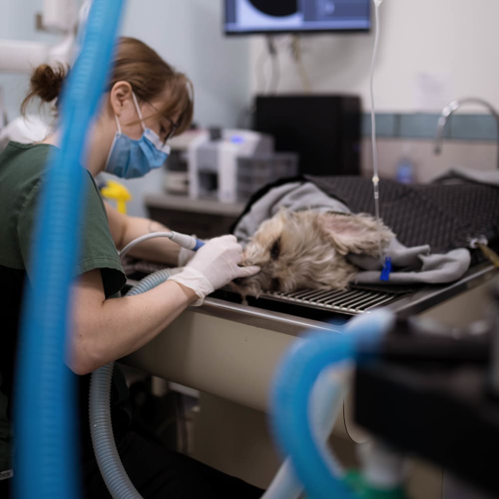 Dental Care, Kelowna Vet