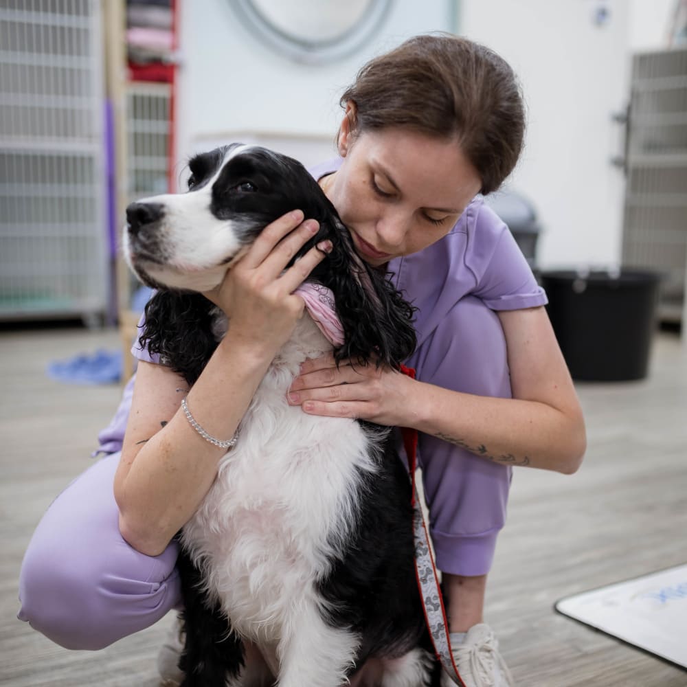 Homeopathy, Kelowna Veterinarians