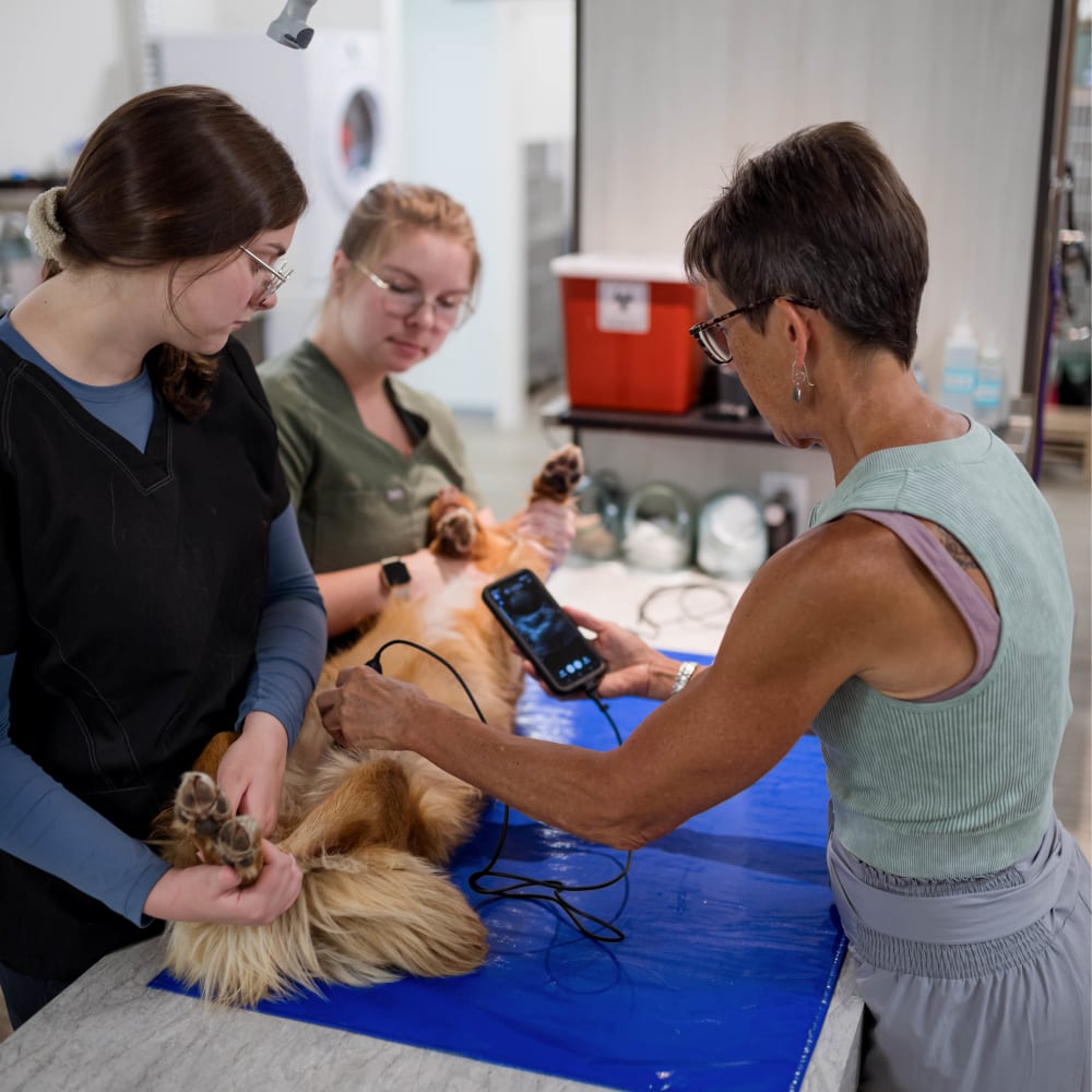 Diagnostic & Lab Technology, Kelowna Vet