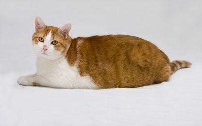 Obesity in Pets – Part II