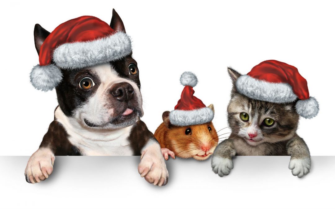 Christmas Holidays and Pets