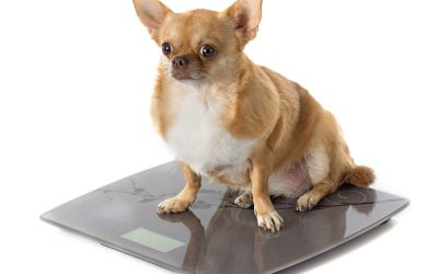 Obesity In Pets Part #1