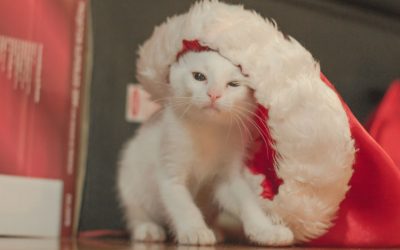 Keep Your Pets Safe During the Holiday Season