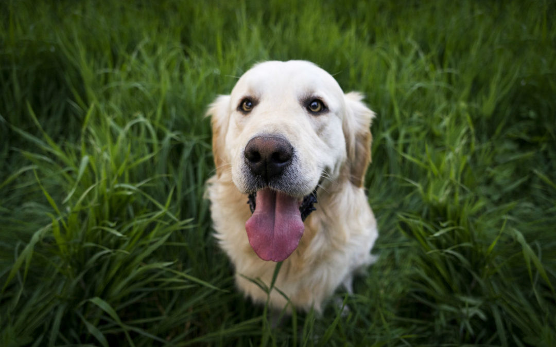 Spring Time Pet Safety Tips